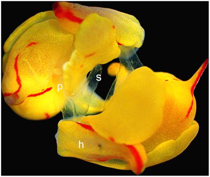 Image of <i>Siphopteron quadrispinosum</i> Gosliner 1989