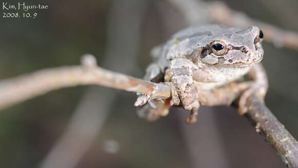 Image of Japanese Tree Frog