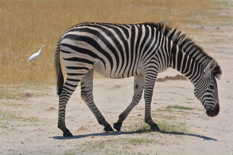 Image of Chapman's zebra