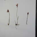 Imagem de Arethusa bulbosa L.