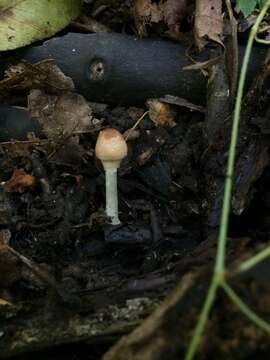 Image of Leucoagaricus rubrotinctus (Peck) Singer 1948