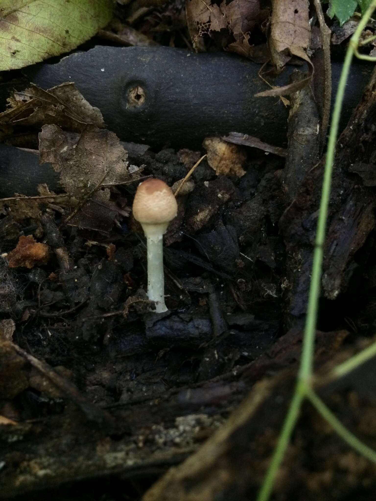 Leucoagaricus rubrotinctus (Peck) Singer 1948 resmi