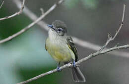 Image of Yellow-olive Flatbill