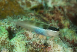 Image of Banda coralblenny