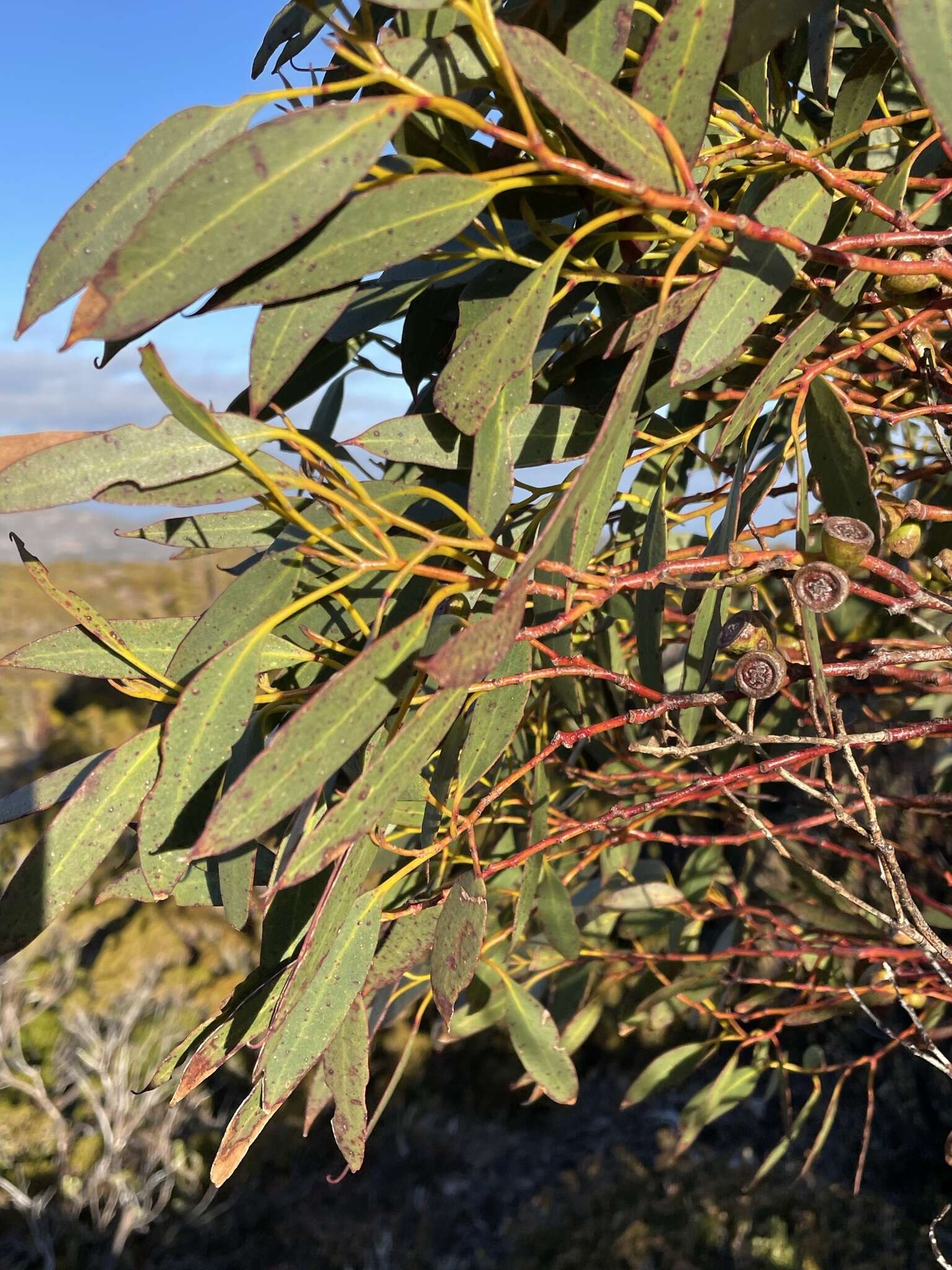 Image of Eucalyptus subcrenulata Maiden & Blakely