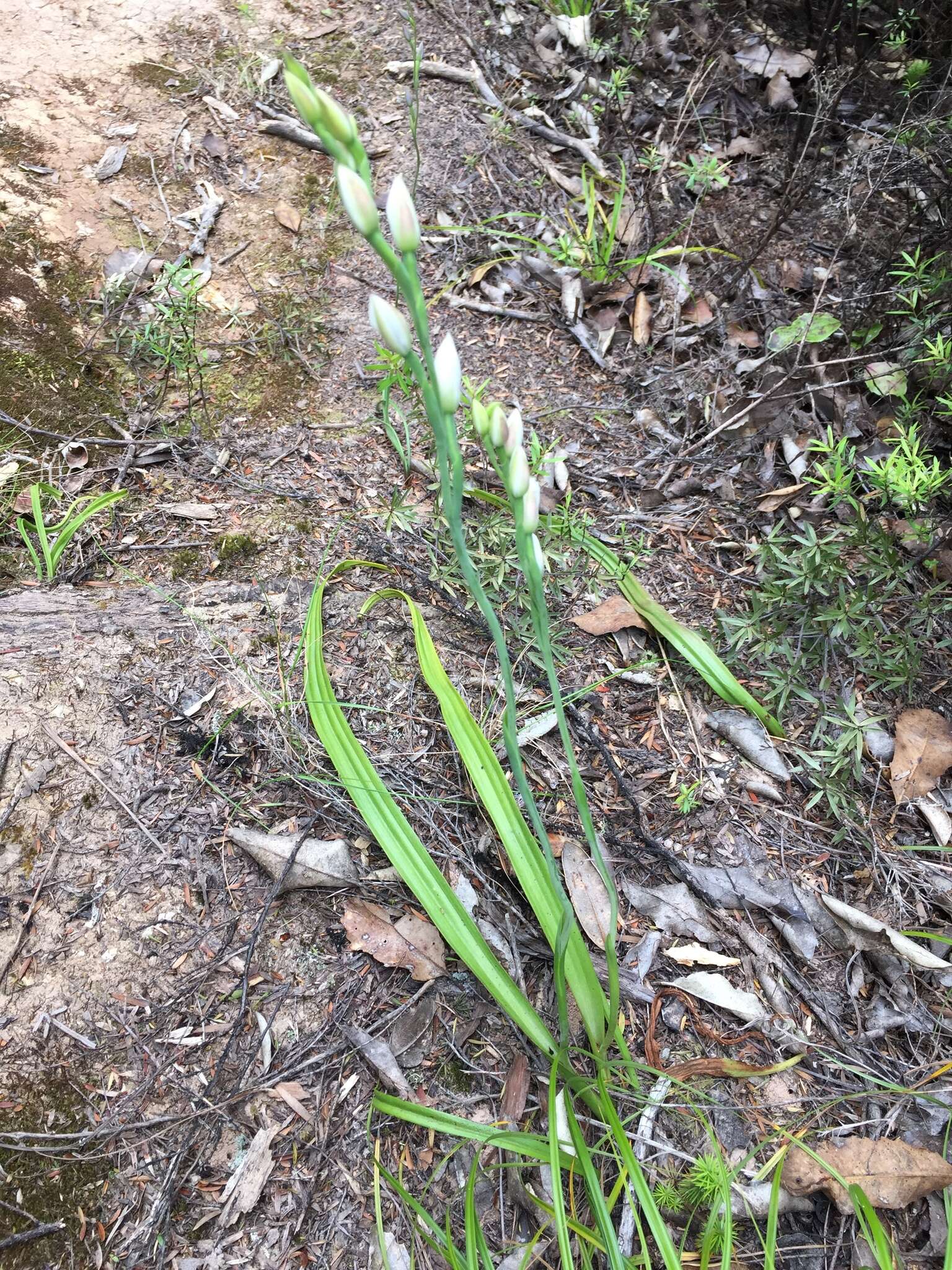 Image de Thelymitra longifolia J. R. Forst. & G. Forst.