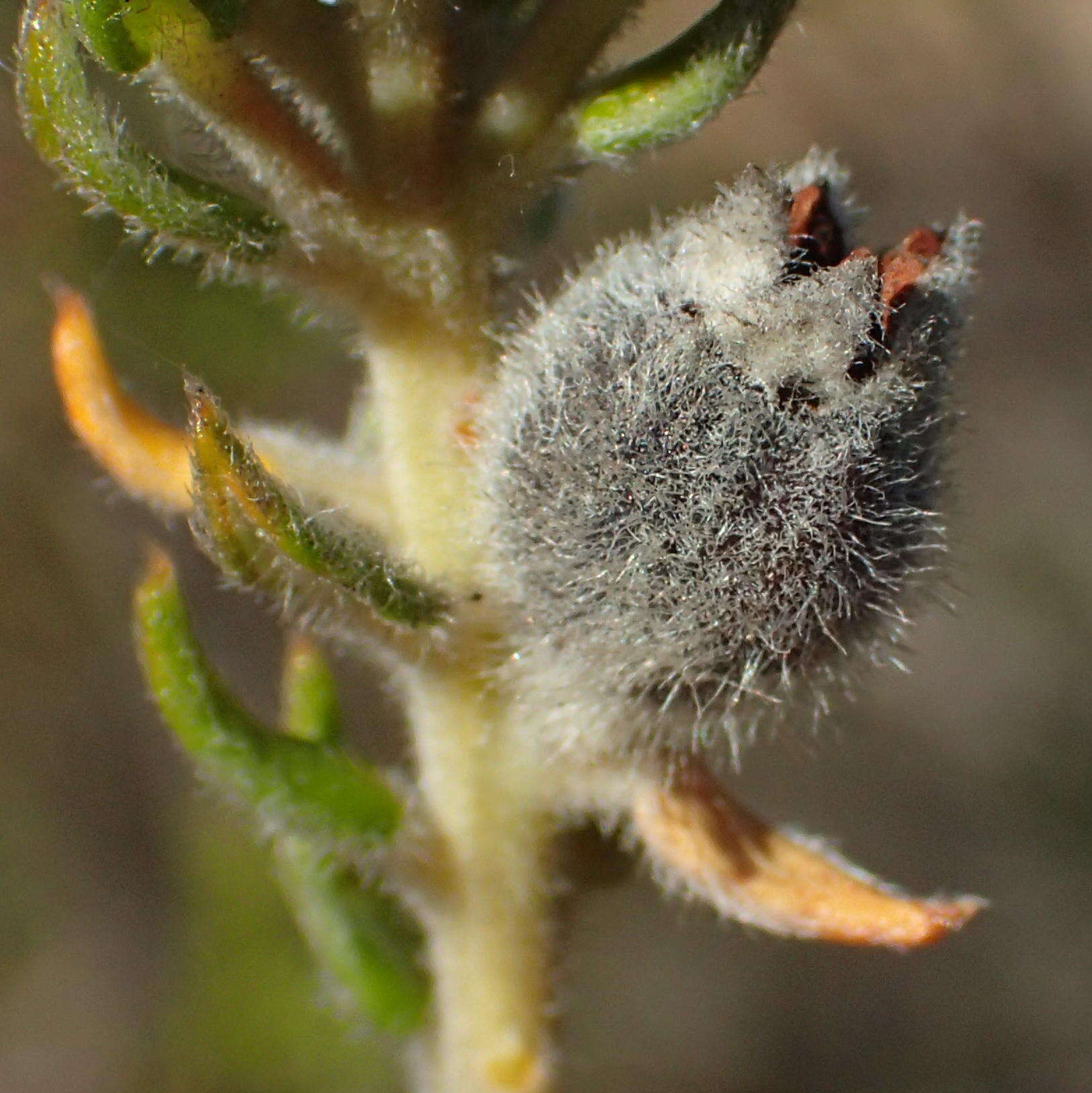 Image of Phylica purpurea var. floccosa Pillans