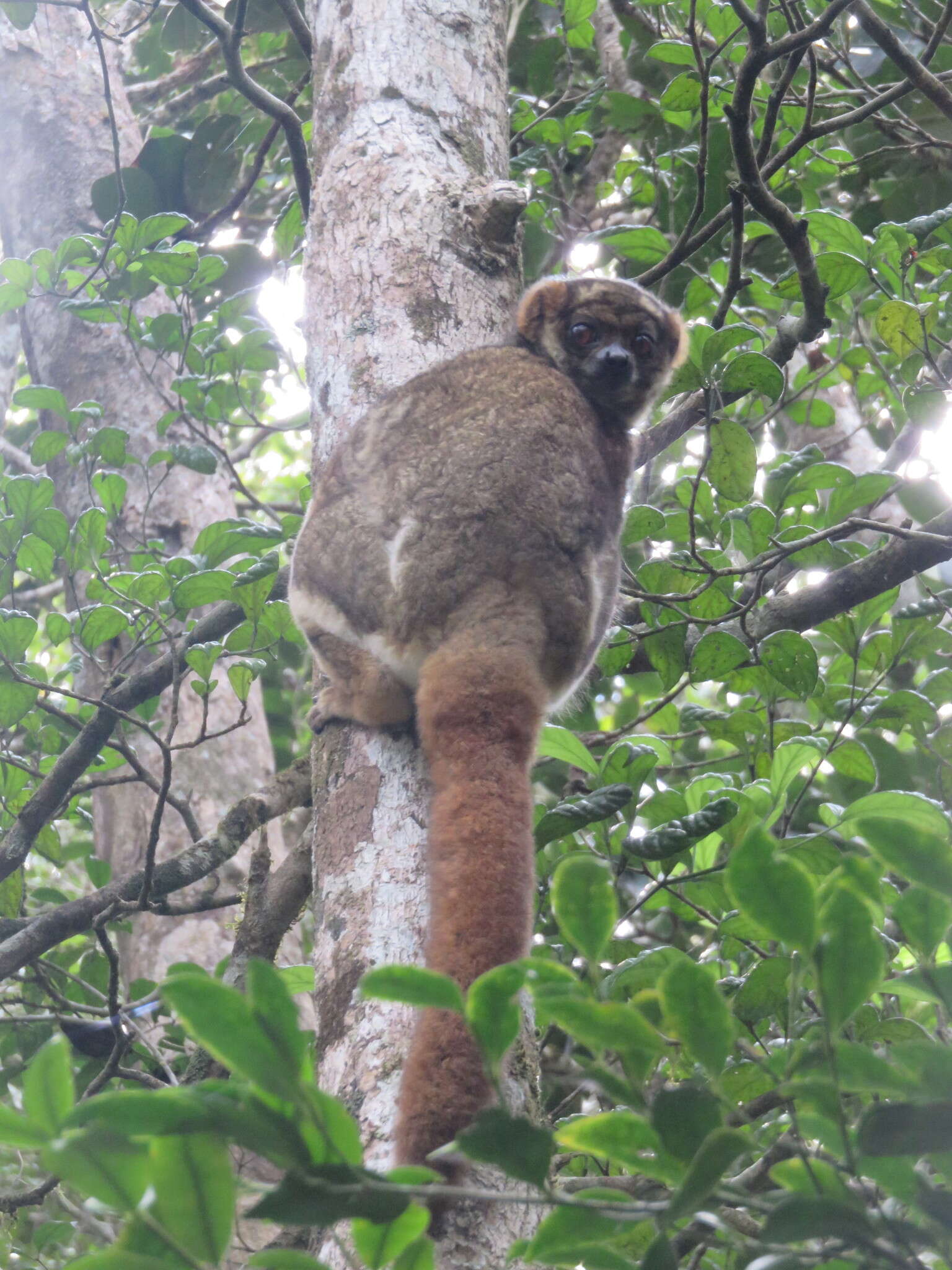 Image of Woolly Lemur