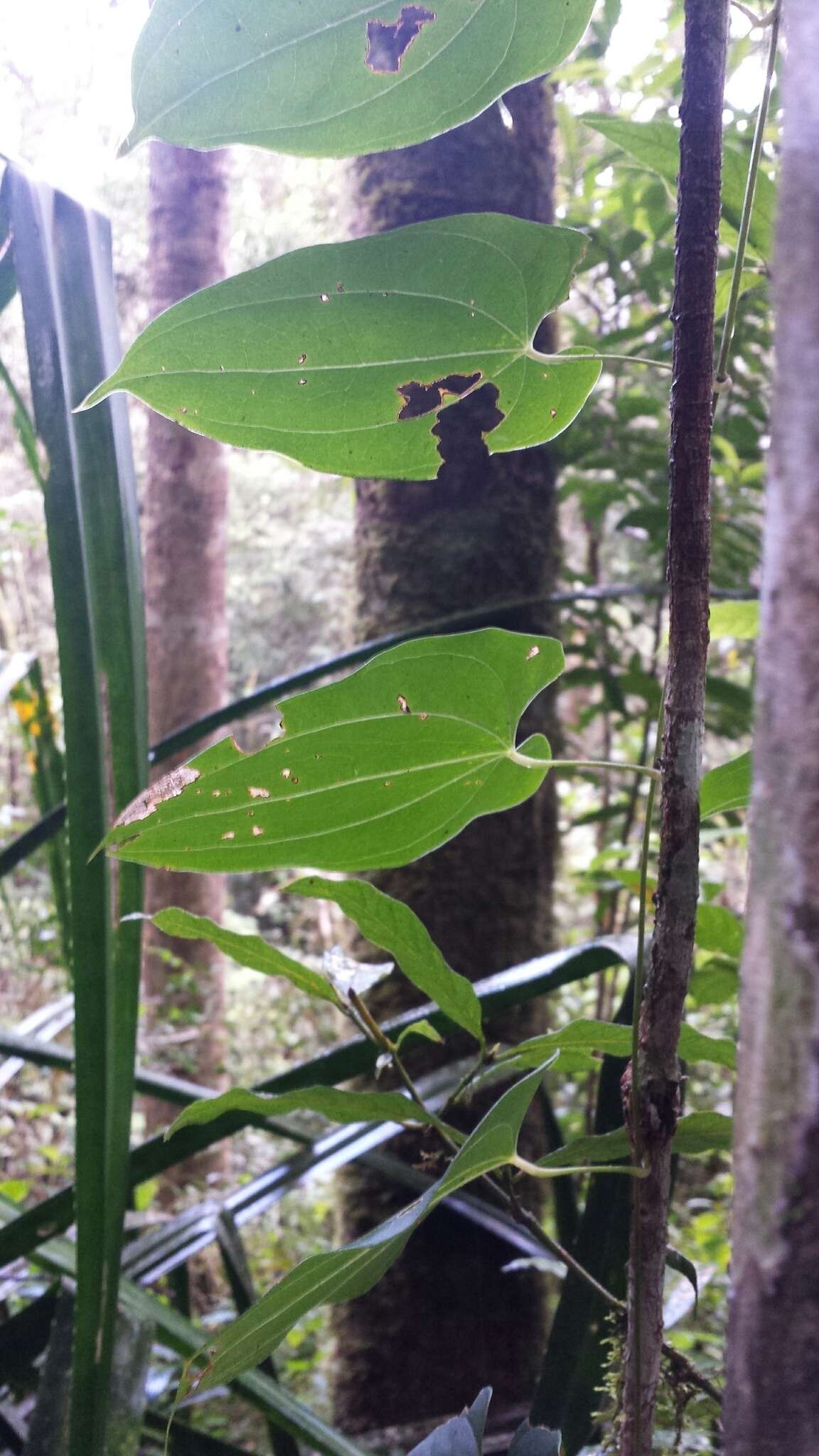 Image of Dioscorea seriflora Jum. & H. Perrier