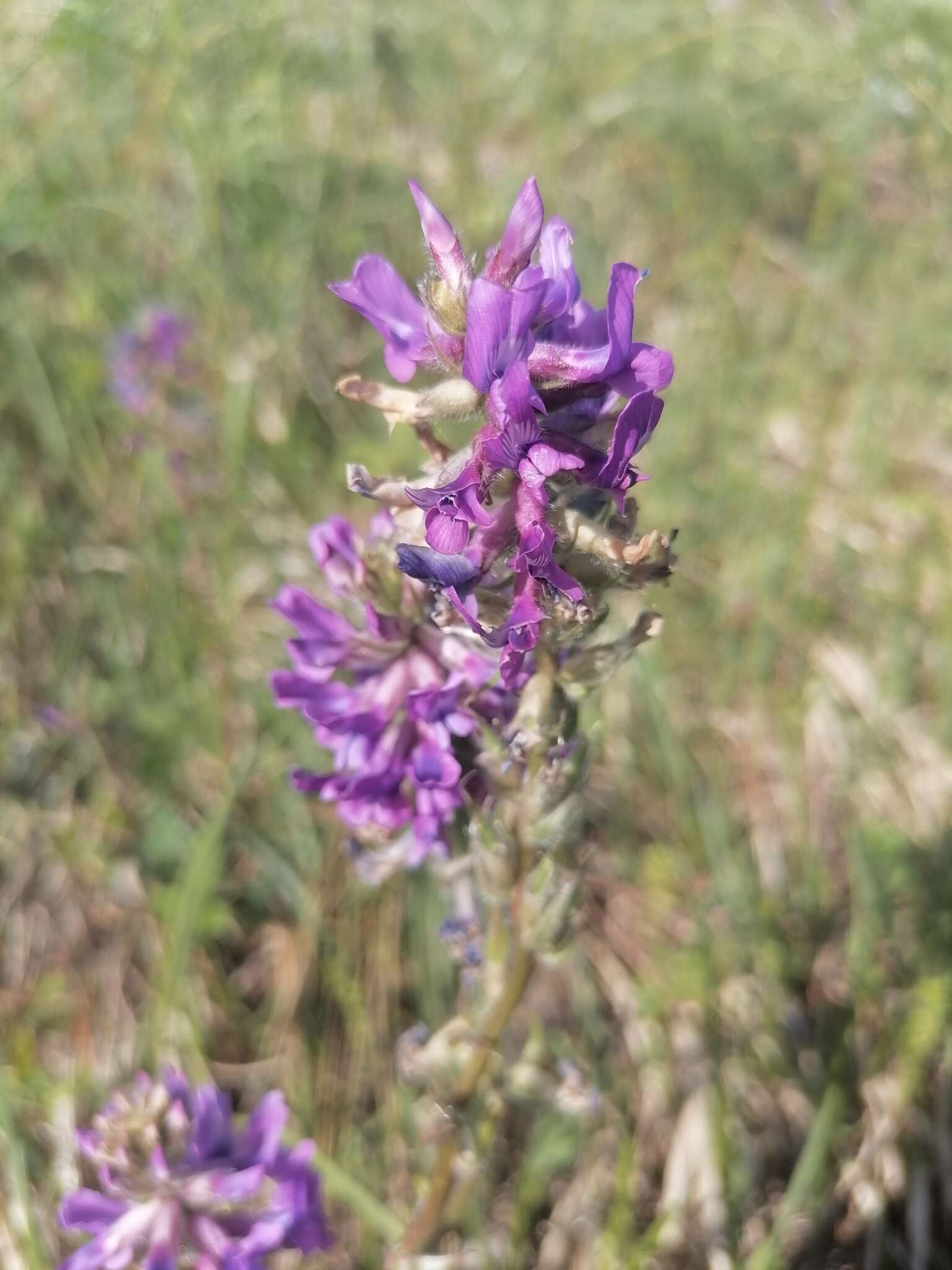 Image of Oxytropis ambigua (Pall.) DC.