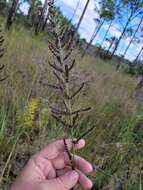 Echinochloa paludigena Wiegand resmi