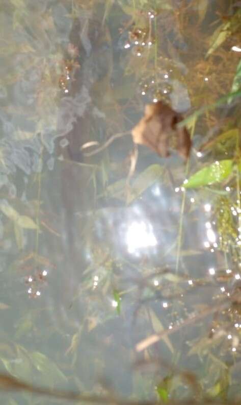 Image of Wetzone butter catfish