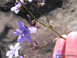 Imagem de Aristea abyssinica Pax