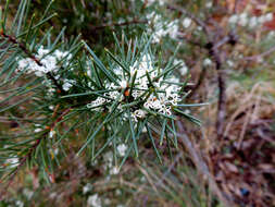 Image of Hakea sericea Schrad. & J. C. Wendl.