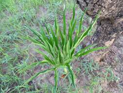 Image of Amorphophallus dracontioides (Engl.) N. E. Br.