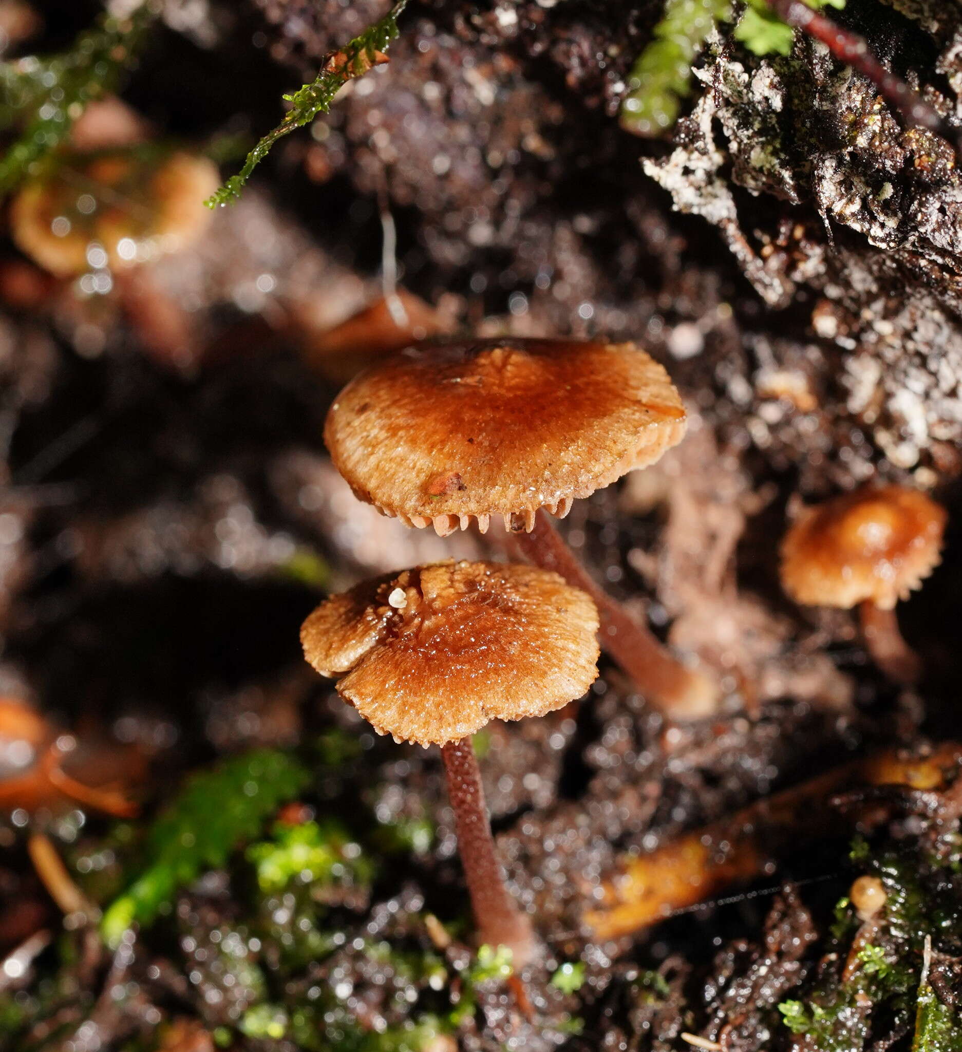 Image of Inocybe fibrillosibrunnea O. K. Mill. & R. N. Hilton 1987