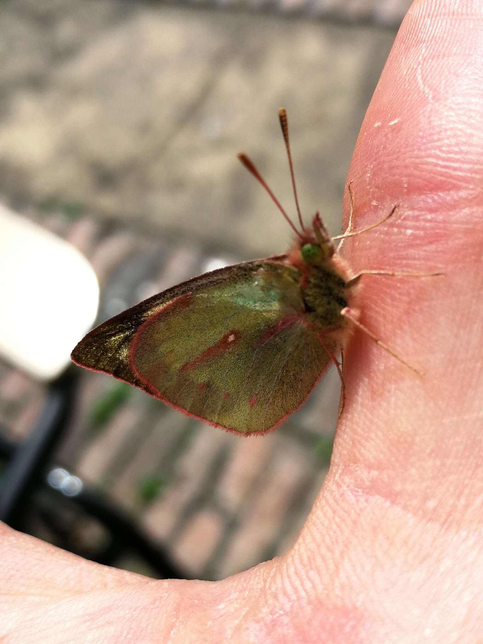 Image of Colias dimera Doubleday 1847