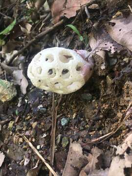 Imagem de Clathrus roseovolvatus Lécuru, Mornand, Fiard & Courtec. 2013