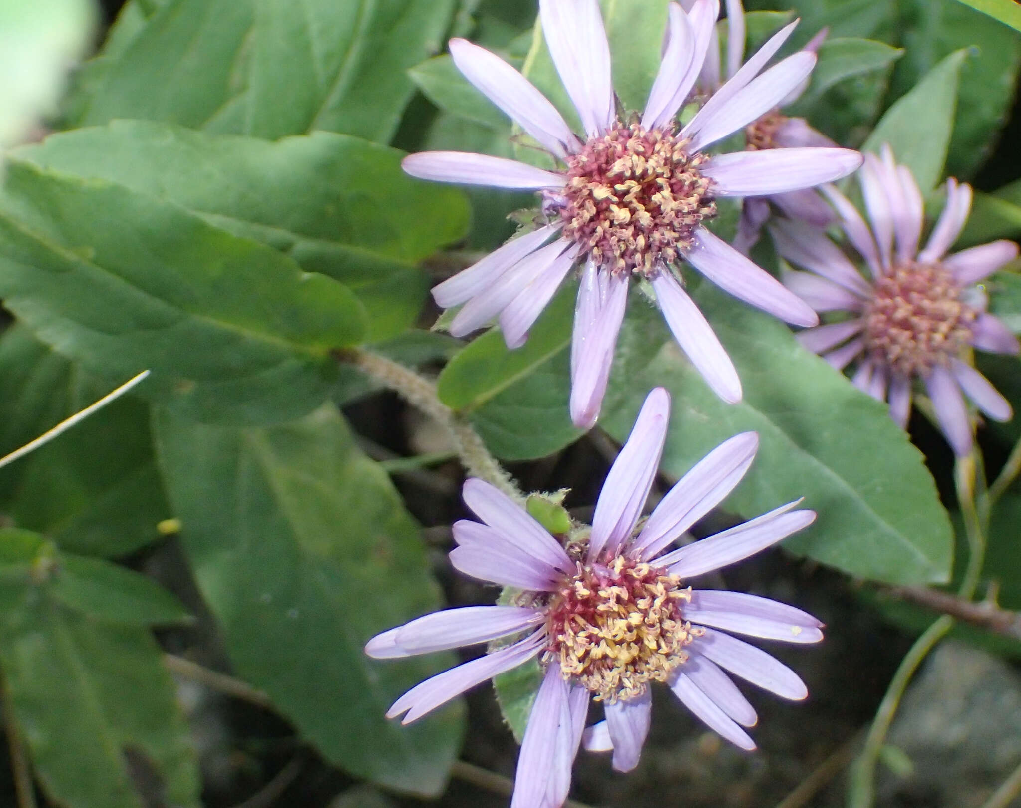 Image of arctic aster