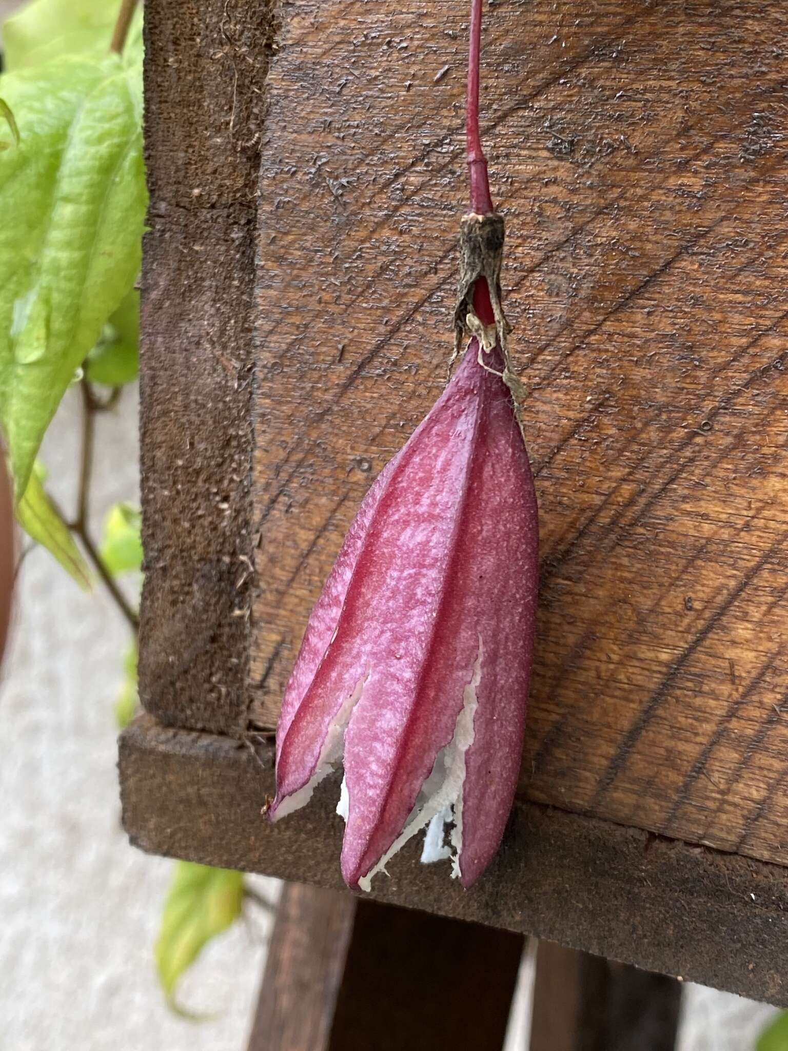 Image of Passiflora capsularis L.