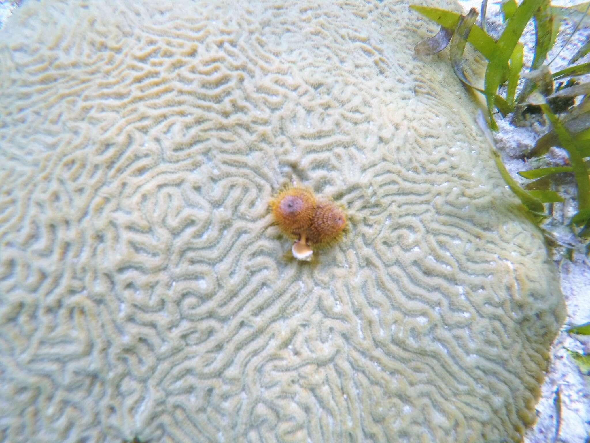 Image of Christmas tree worm