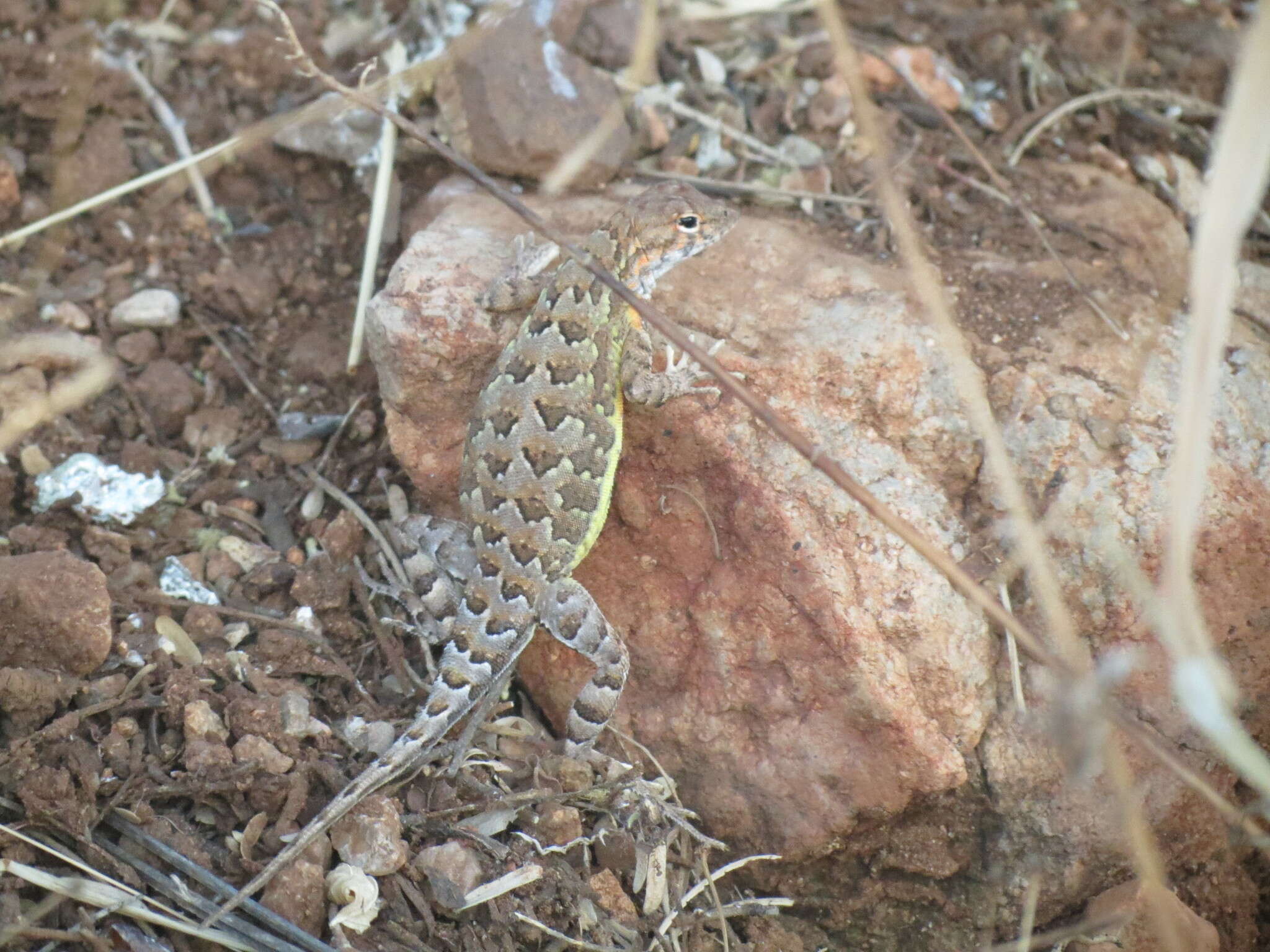 Image of Elegant Earless Lizard