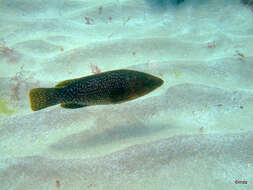 Image of Ballan Wrasse