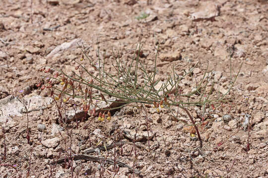 Image of lesser rushy milkvetch