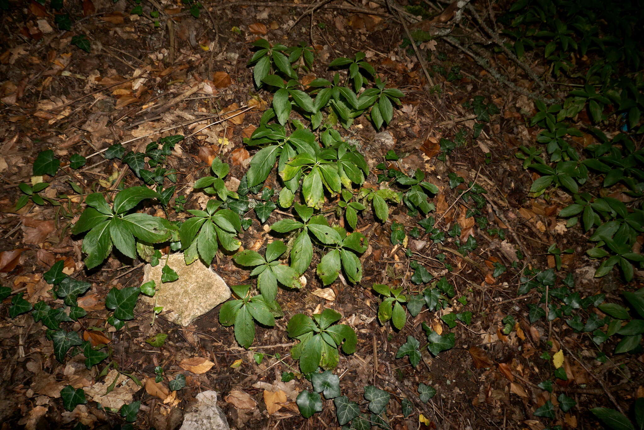 Image of Mercurialis paxii Graebn.