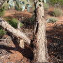 Image of Eucalyptus canescens subsp. canescens