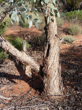 Image of Eucalyptus canescens D. Nicolle