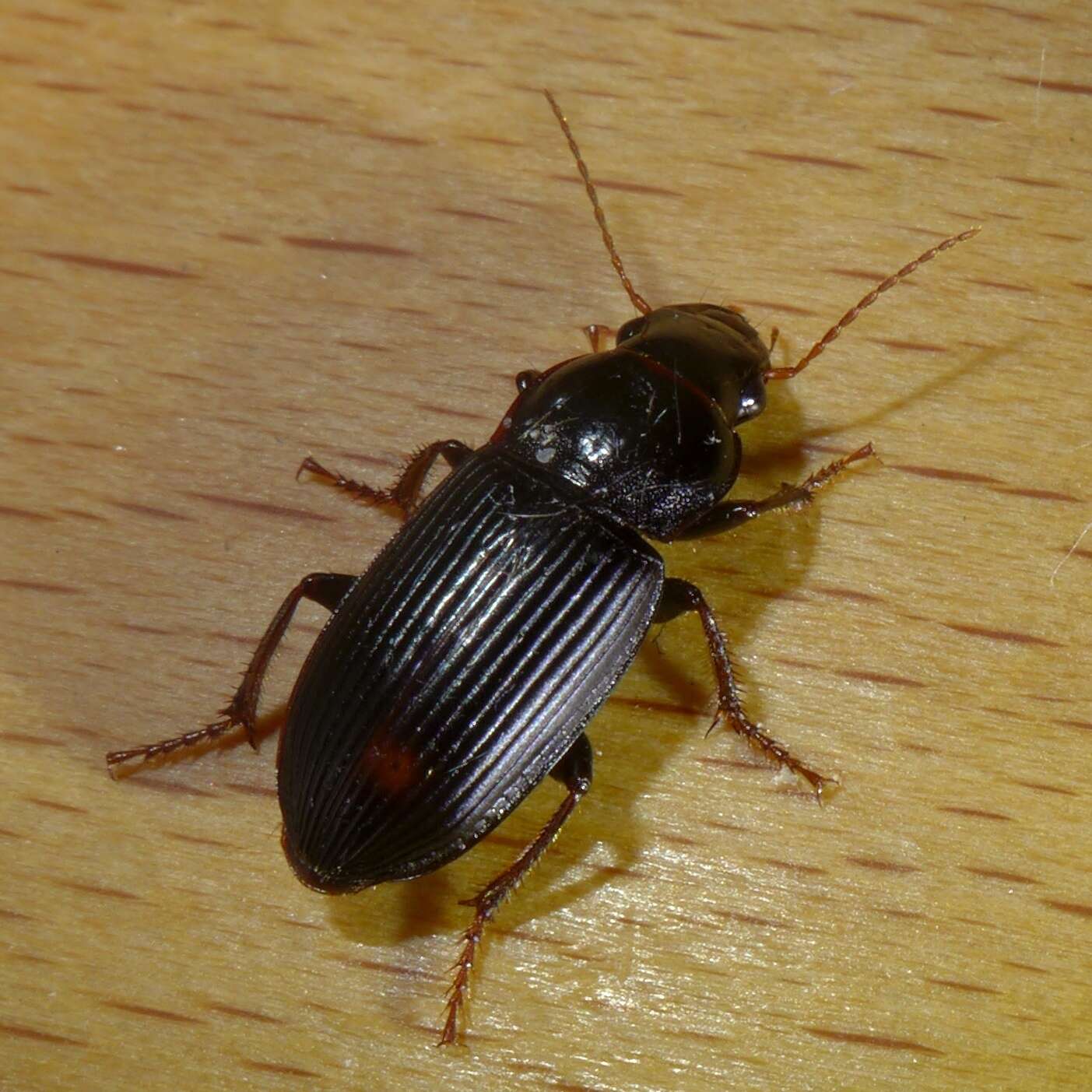 Imagem de Harpalus (Pseudoophonus) calceatus (Duftschmid 1812)