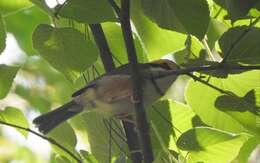 Image of Chestnut-sided Shrike-Vireo