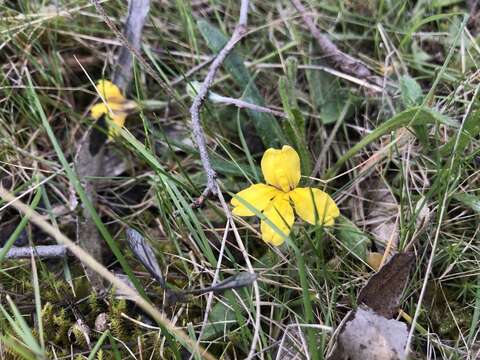 Imagem de Goodenia geniculata R. Br.