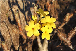 Imagem de Pachypodium gracilius (H. Perrier) S. H. Y. V. Rapanarivo