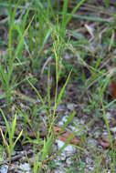 Image of wiry panicgrass
