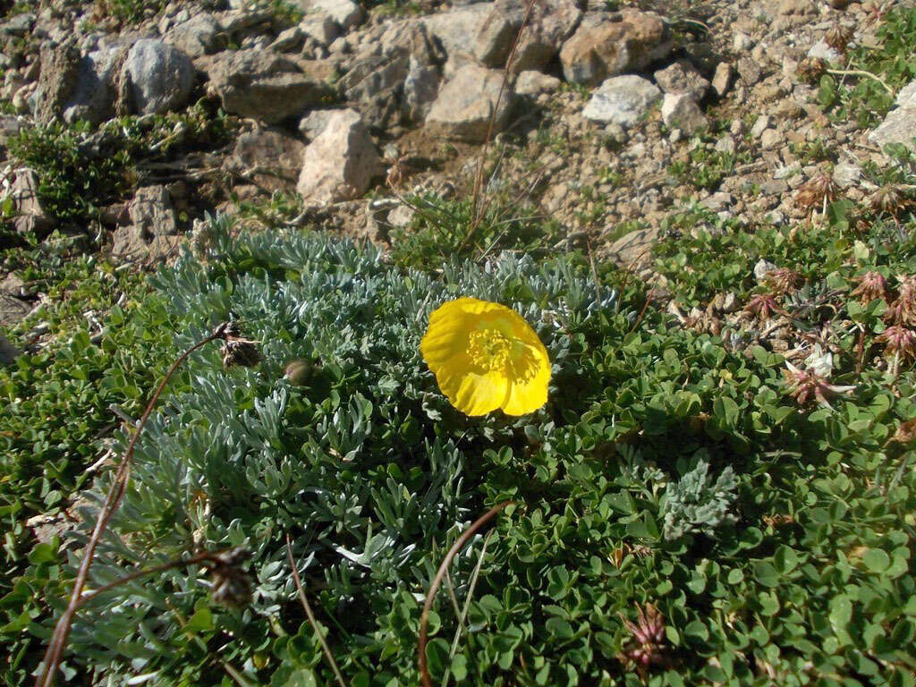 Image of Pirin poppy