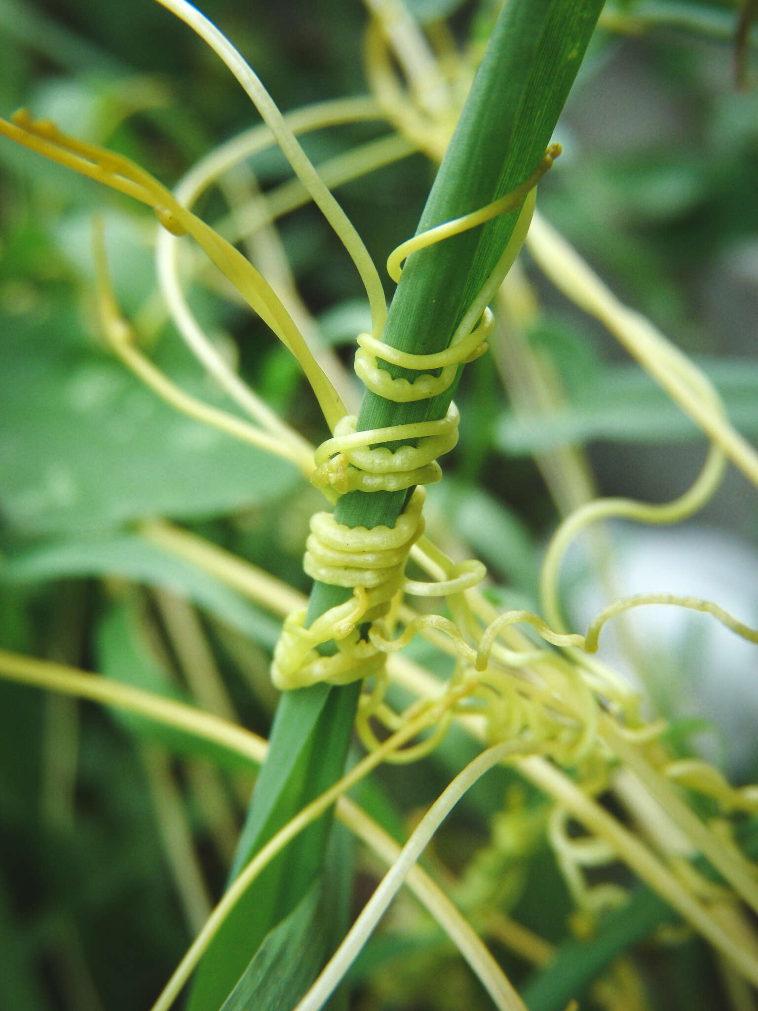 Image of Cuscuta chinensis Lam.