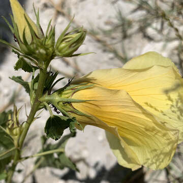 Image of Dongola hibiscus