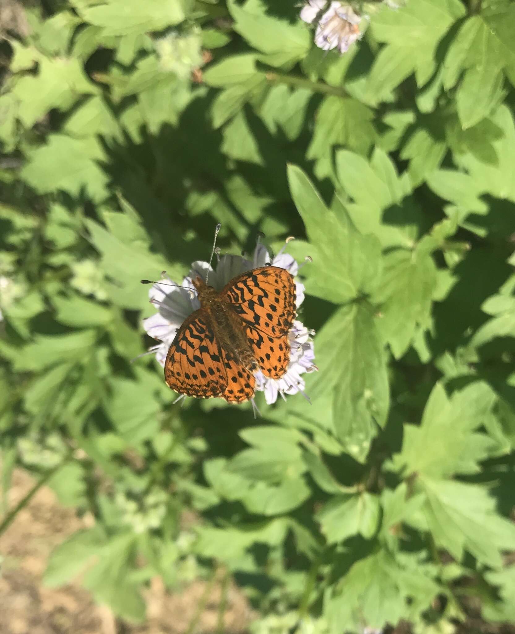 Image of Western Meadow Fritillary