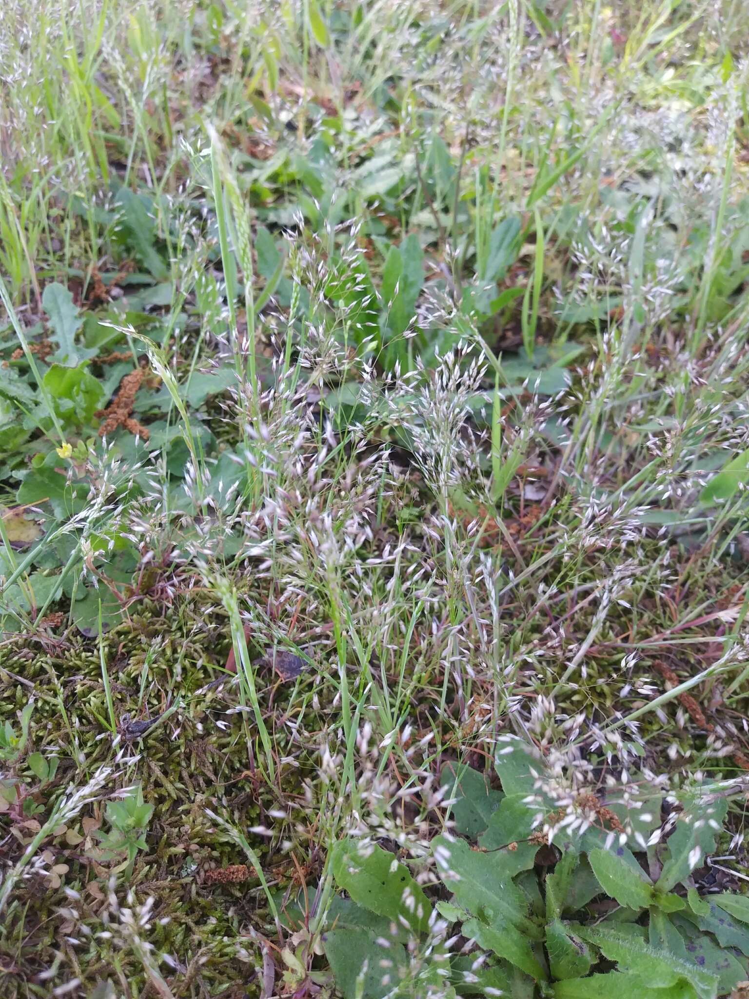 Image of silver hairgrass