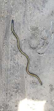 Image of Kenya Beaked Snake