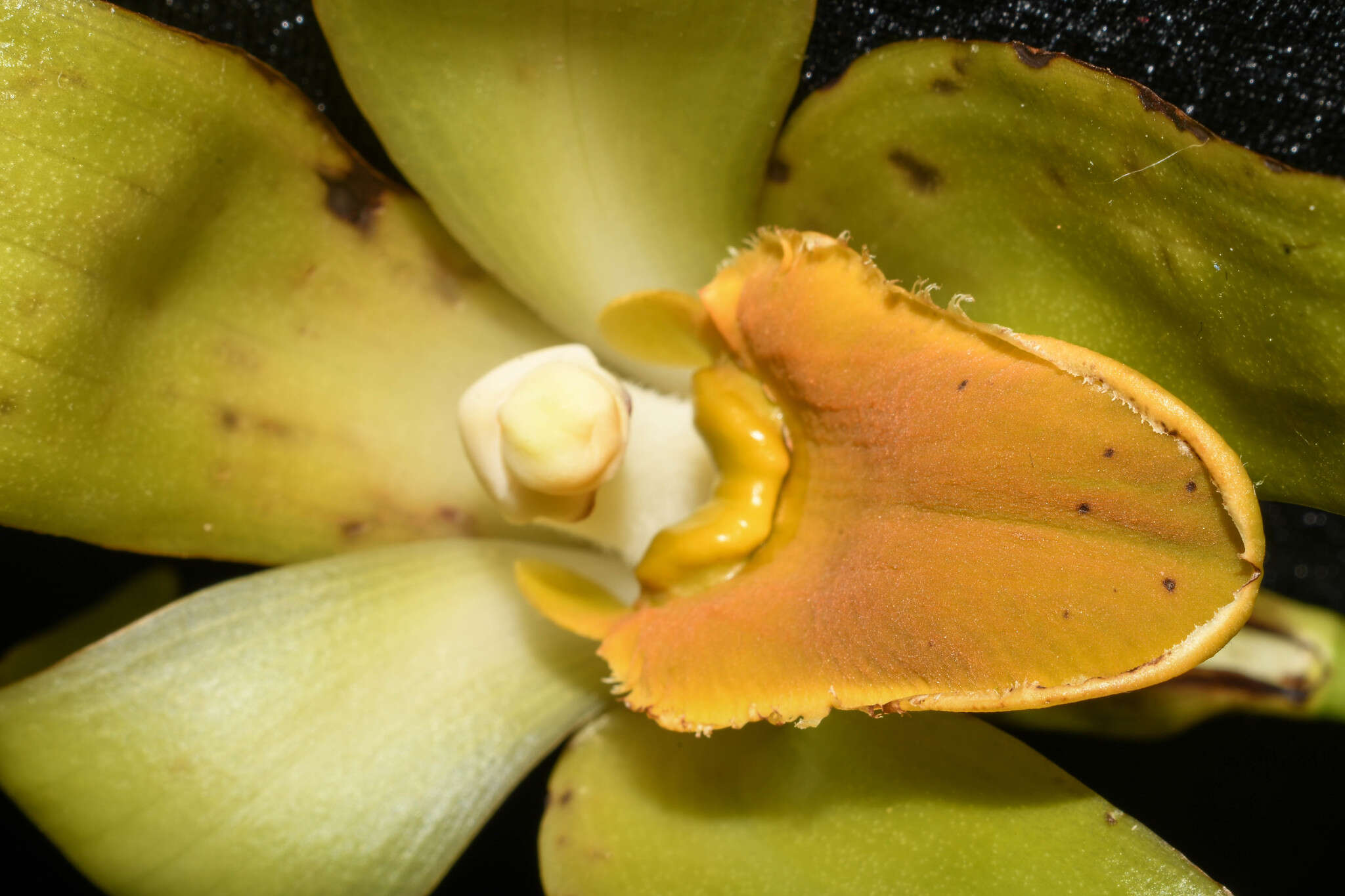 Image of Sudamerlycaste gigantea (Lindl.) Archila