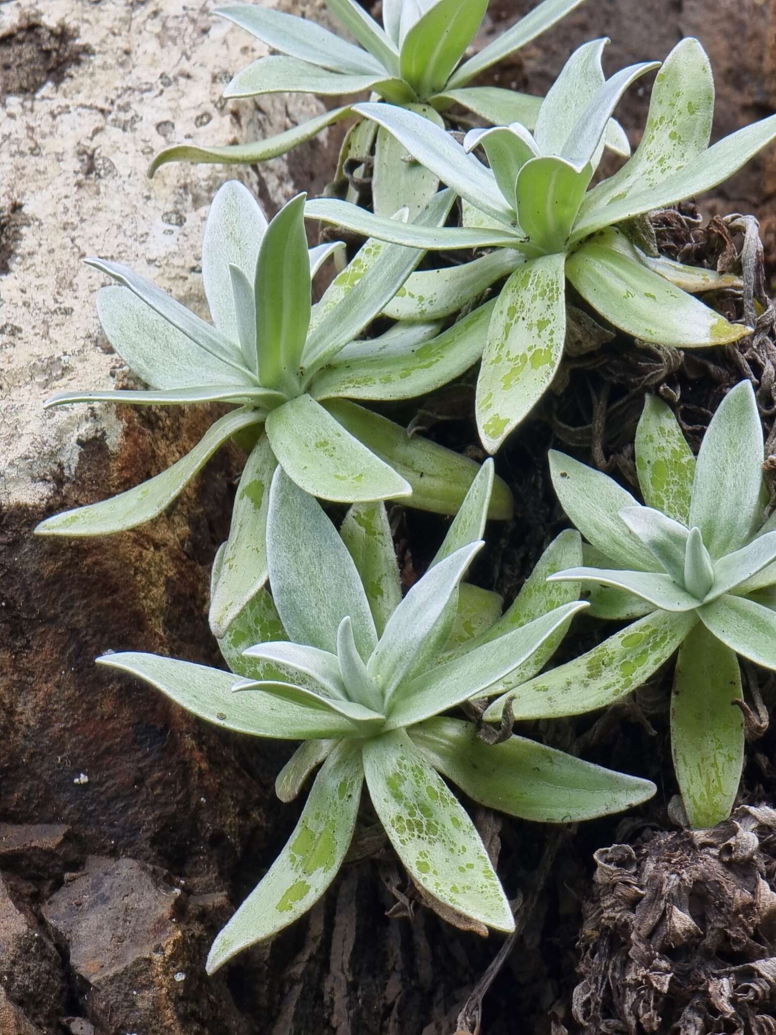 Image of Helichrysum devium J. Y. Johnson