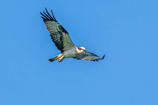 Image of Pandion haliaetus haliaetus (Linnaeus 1758)