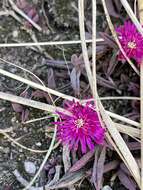 Image of Delosperma repens L. Bol.