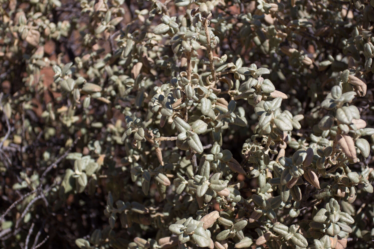 Image of roundleaf buffaloberry