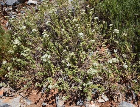 Image of pot marjoram