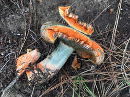 Image of Lactarius deliciosus (L.) Gray