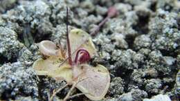 Image of Pinguicula takakii S. Z. Ruiz & J. Rzedowski